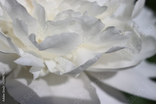 white petals of macro peony in the sun © Galina Yakovleva
