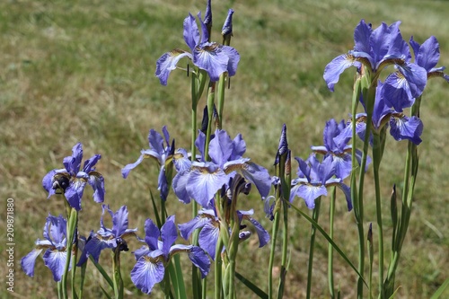 Fototapeta Naklejka Na Ścianę i Meble -  beautiful purple irises on a background of grass on a summer day