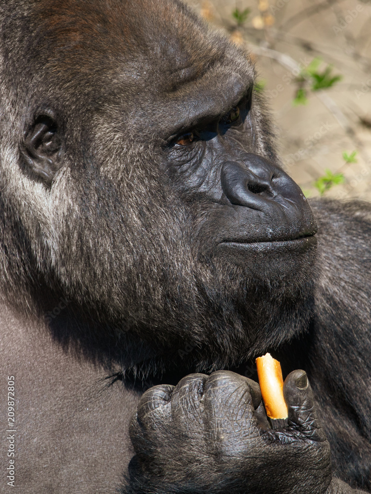 Obraz premium Gorilla eats bread in her hand in the park