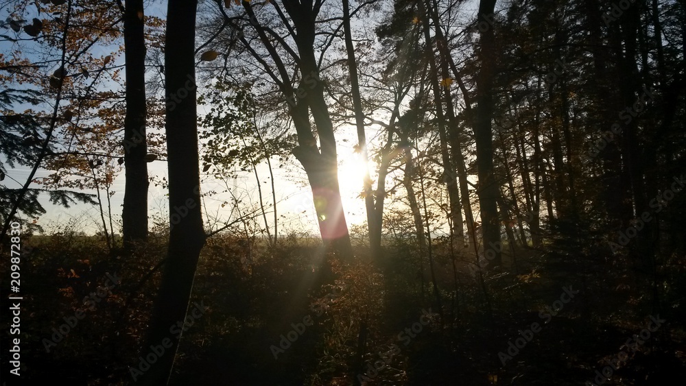 Wald Wald