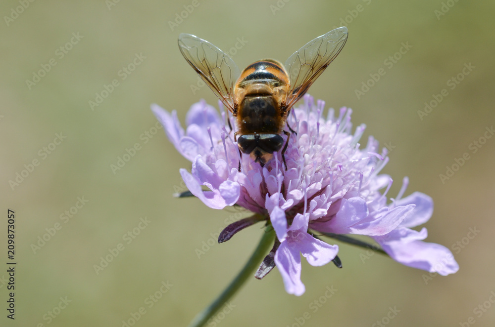 Bee collecting pollen on a purple flower Bee collecting pollen on a purple flower