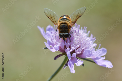 Bee collecting pollen on a purple flower © nkeskin