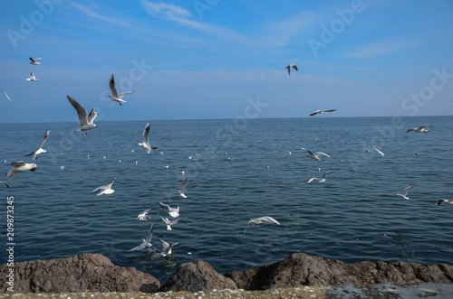 A lot of sea gulls fighting for bread . Flock of seagulls flying in the sky Selective focus and shallow depth of field.