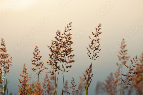 Quadro su tela high grass through the sun on the lake at dawn.