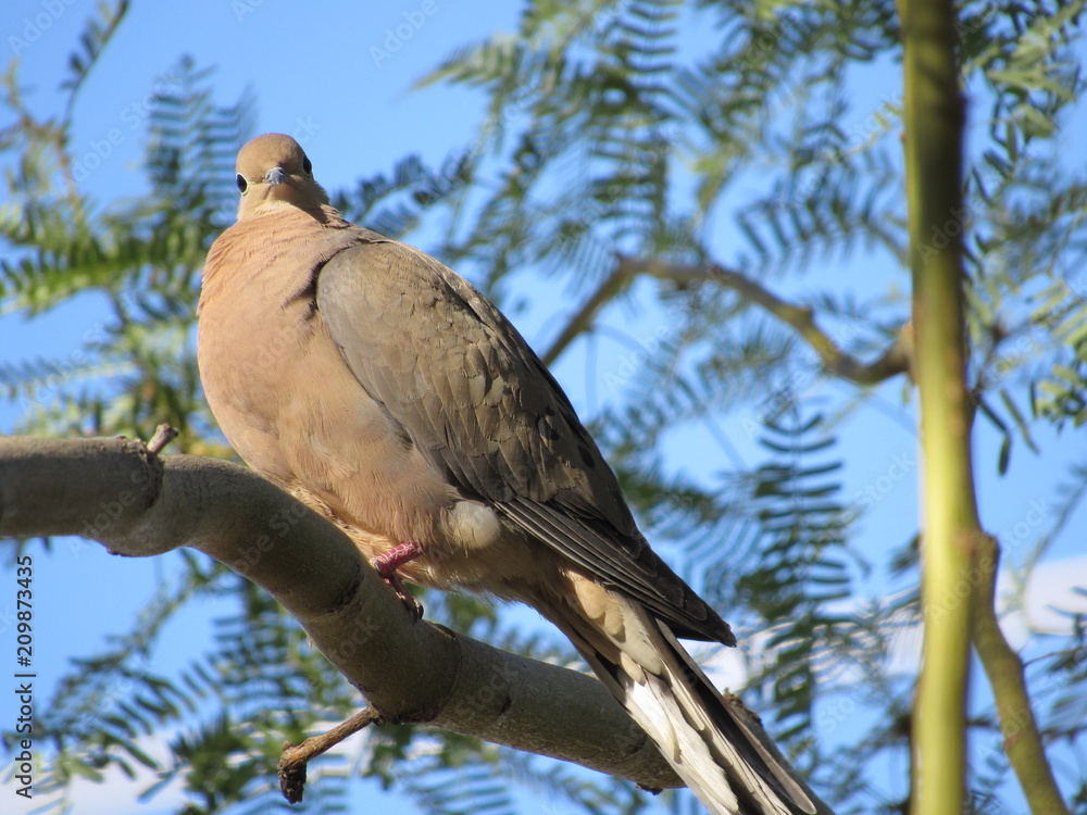 Fototapeta premium Mourning dove (Zenaida macroura) in a palo verde tree in Arizona with blue sky in the background 