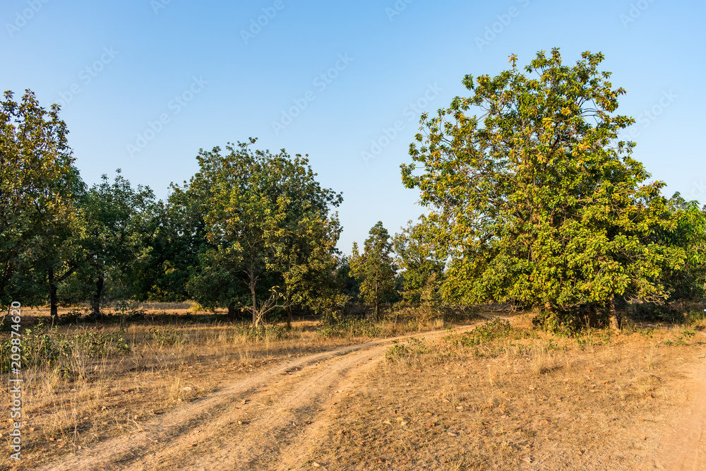 morning cool sun red ray falling on trees of village forest looking aewsome. morning cool sun red ray falling on trees of village forest looking aewsome.