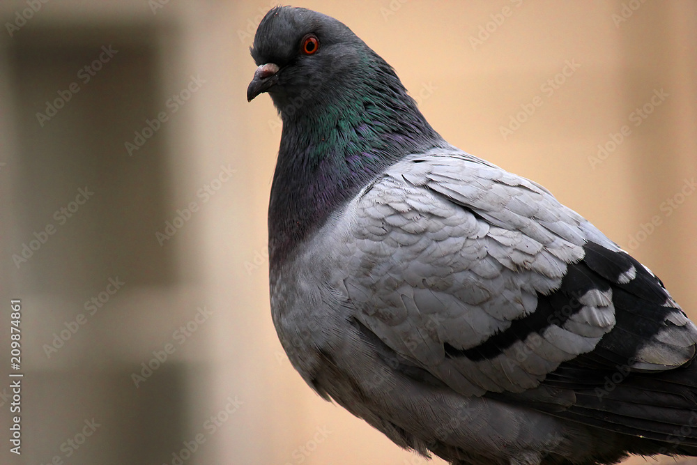 Fototapeta premium prague