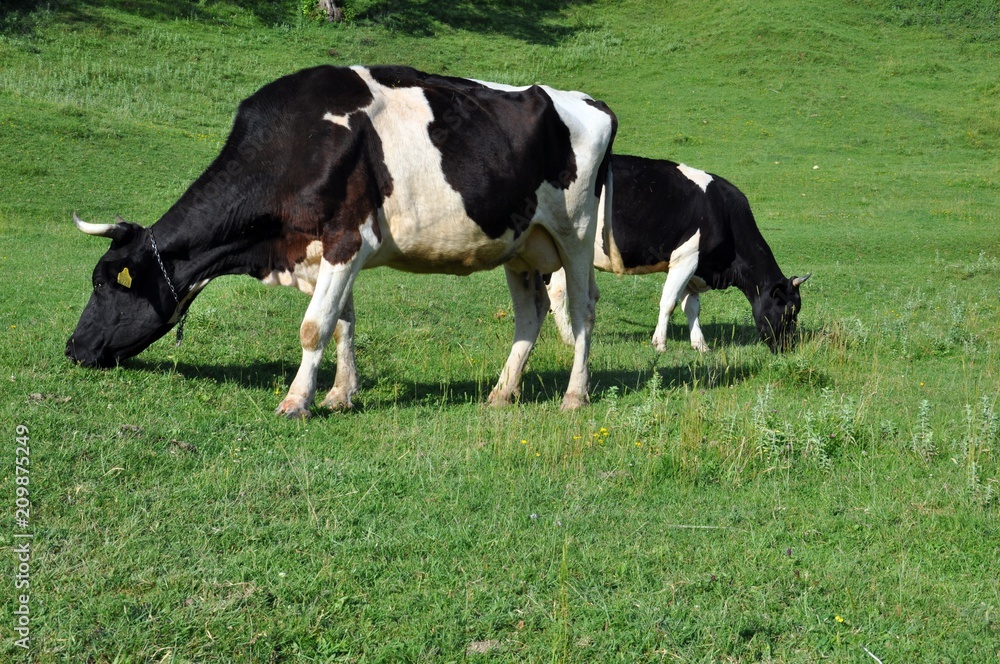 Two cows grazing on a green grass meadow in the countryside Two cows grazing on a green grass meadow in the countryside