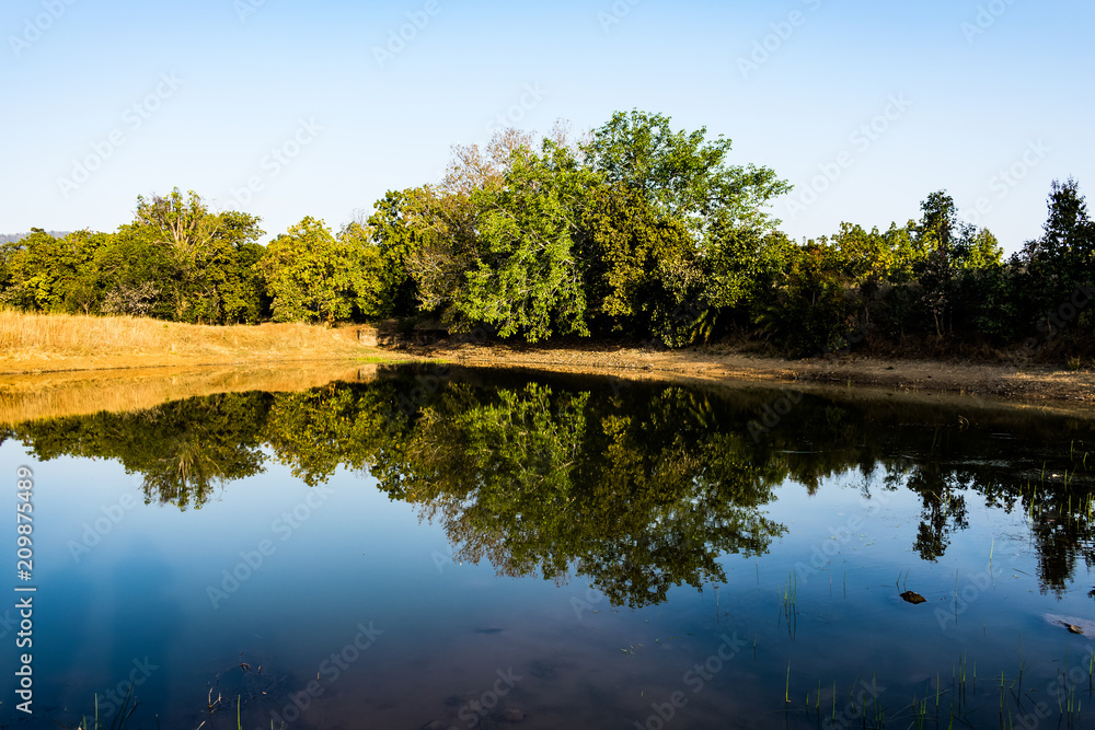 Fototapeta premium A small pond view with tree shadow near of pond.