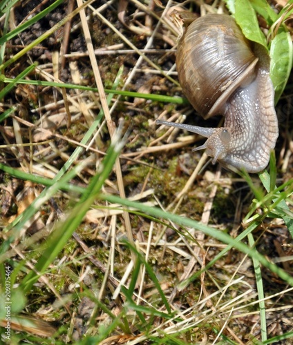 Macro of a gray garden snail (Cornu aspersum) in the grass, copy space, close up