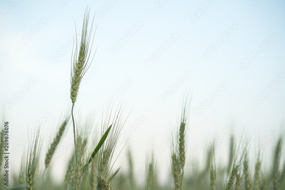 Close up image of barley corns growing in a field Close up image of barley corns growing in a field