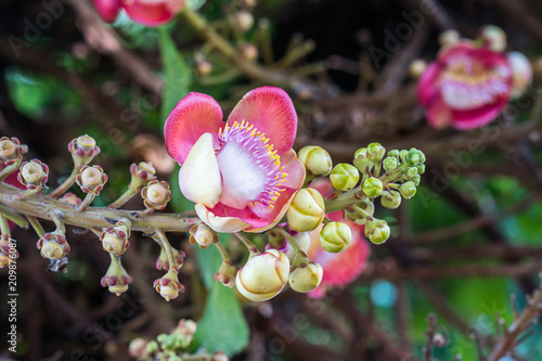 Cannonball flower (Couroupita guianensis) on the tree photo