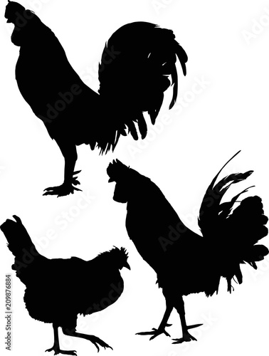 silhouettes of three chickens on white