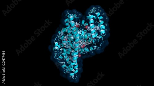 Human serum albumin complexed with stearic acid, rotating cartoon model with semi-transparent surface, seamless loop photo