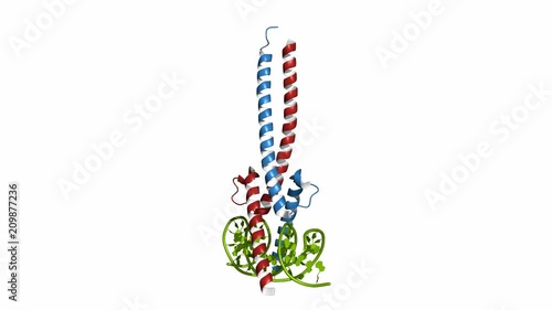 c-Myc and Max transcription factors bound to DNA. Rotating cartoon model, seamless loop photo