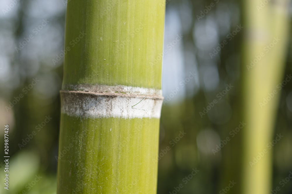 Obraz premium branches of bamboo forest on a bright day background