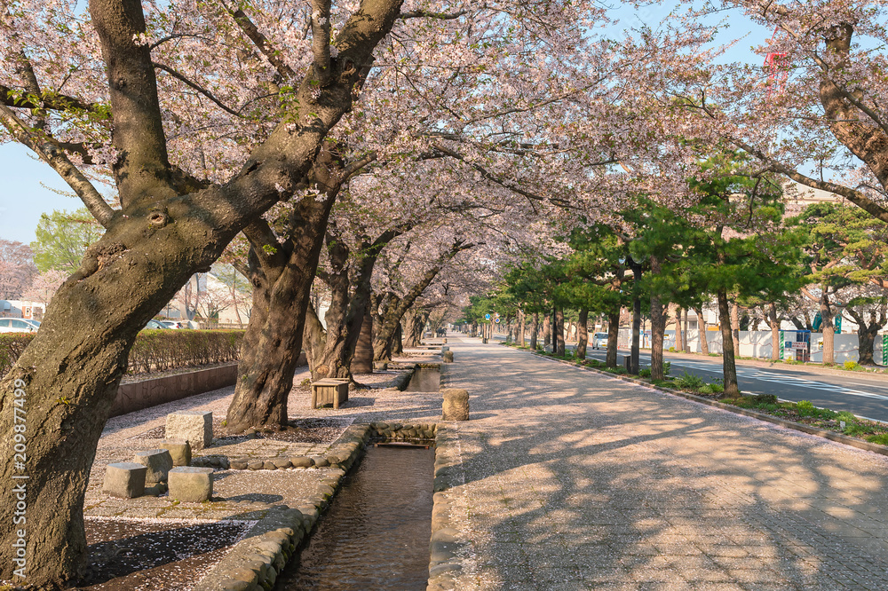 早朝の十和田市官庁街通りの桜並木