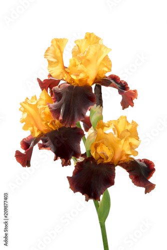 Fototapeta Naklejka Na Ścianę i Meble -  group of three rare color yellow and brown iris flowers on a stem isolated on white background