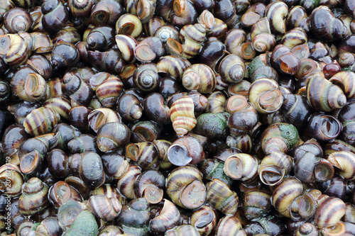 Canvastavla Freshwater snails emitted by water to shore of the Ob reservoir, Russia