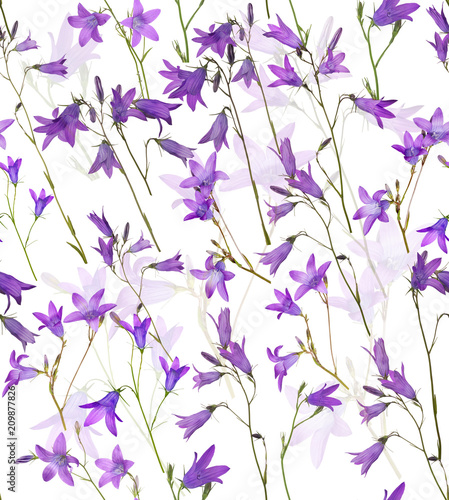lilac Spreading bellflowers seamless background