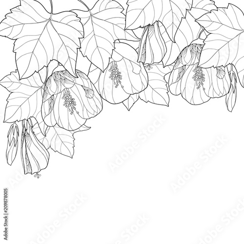 Vector composition with outline black Abutilon or Indian mallow flower, bud and leaf isolated on white background. Floral contour background with Abutilon for summer design or coloring book.