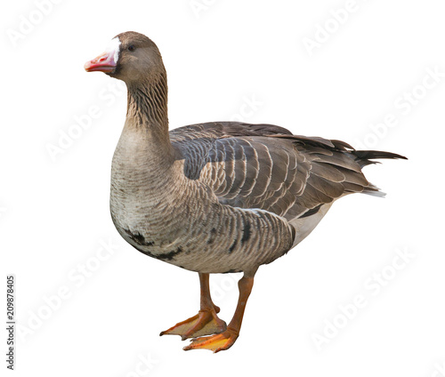 dark brown duck isolated on white
