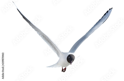 black-headed isolated gull in flight