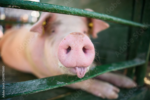 Hog waiting feed. Pig indoor on a farm yard. swine in the stall. Portrait animal.