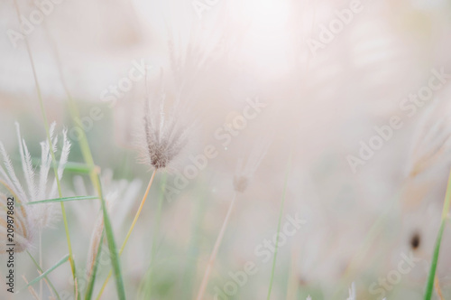 blurred background of flower in the morning