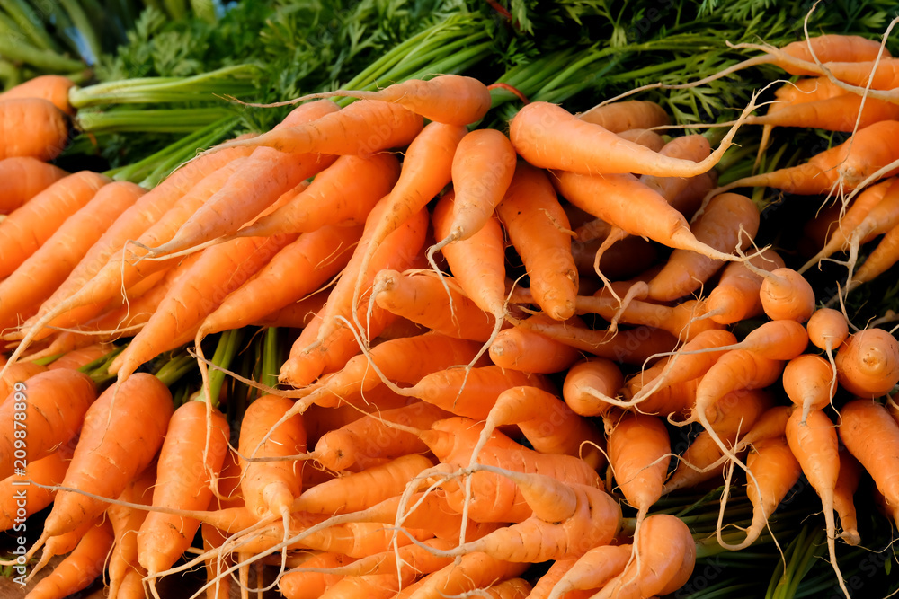 Fresh baby Carrot on a market stall. Fresh baby Carrot on a market stall.