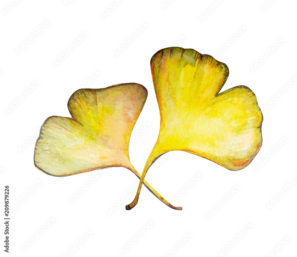 ginkgo Biloba leaf illustration ginkgo Biloba leaf illustration
