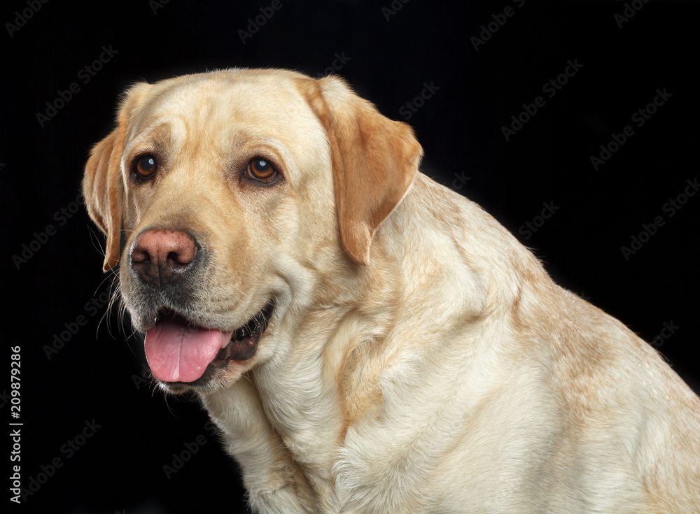 Labrador retriever Dog on Isolated Black Background in studio Labrador retriever Dog on Isolated Black Background in studio