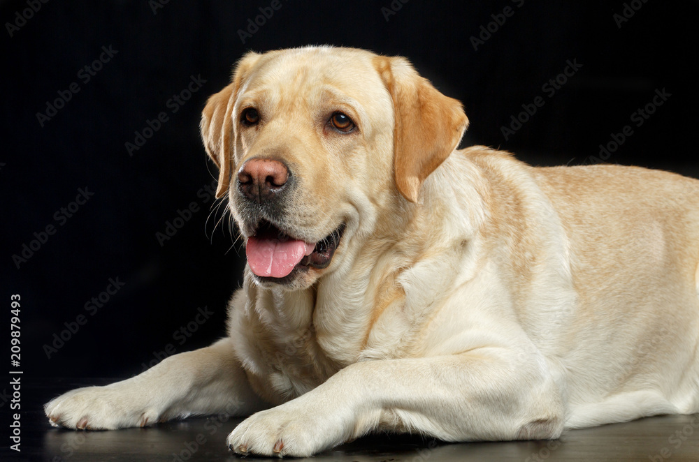 Labrador retriever Dog on Isolated Black Background in studio Labrador retriever Dog on Isolated Black Background in studio