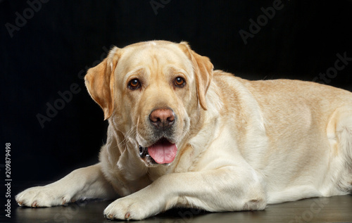 Labrador retriever Dog on Isolated Black Background in studio