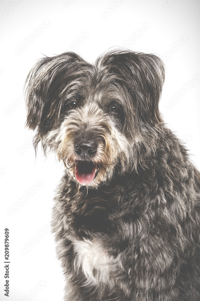 Studio portrait of an expressive catalan shepherd dog called Gos d'Atura against white background