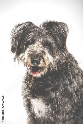 Studio portrait of an expressive catalan shepherd dog called Gos d'Atura against white background