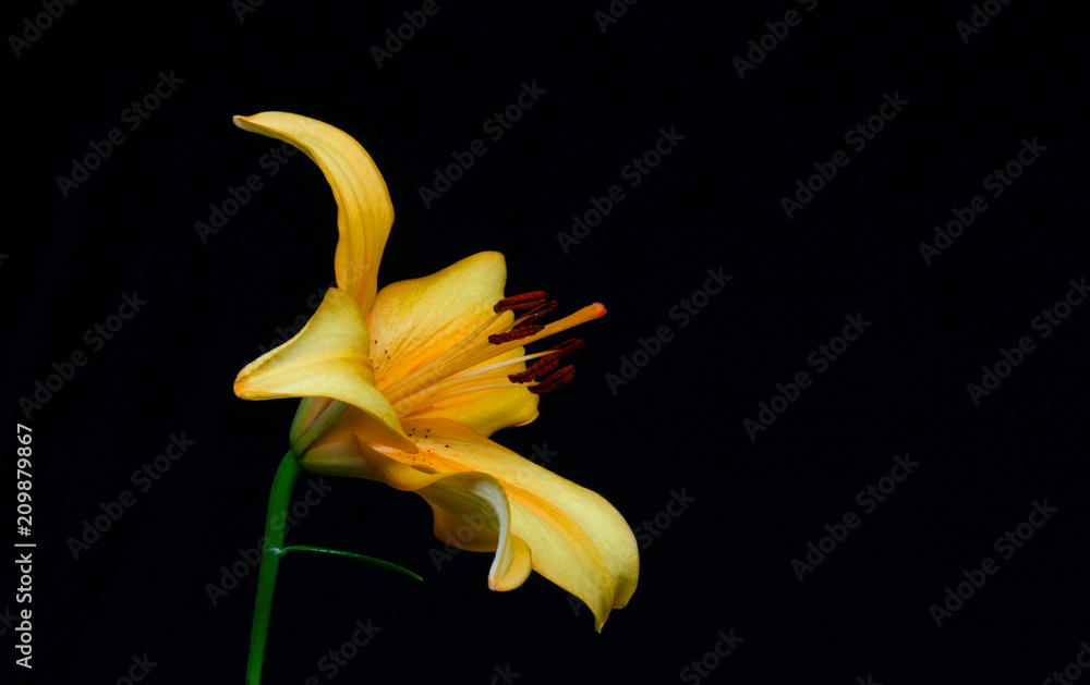Close up of beautiful yellow lily flower on white background Close up of beautiful yellow lily flower on white background