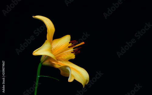 Close up of beautiful yellow lily flower on white background