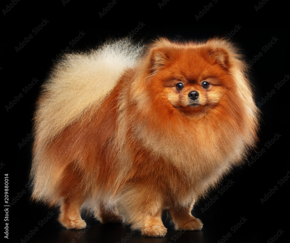 Pomeranian spitz Dog on Isolated Black Background in studio Pomeranian spitz Dog on Isolated Black Background in studio