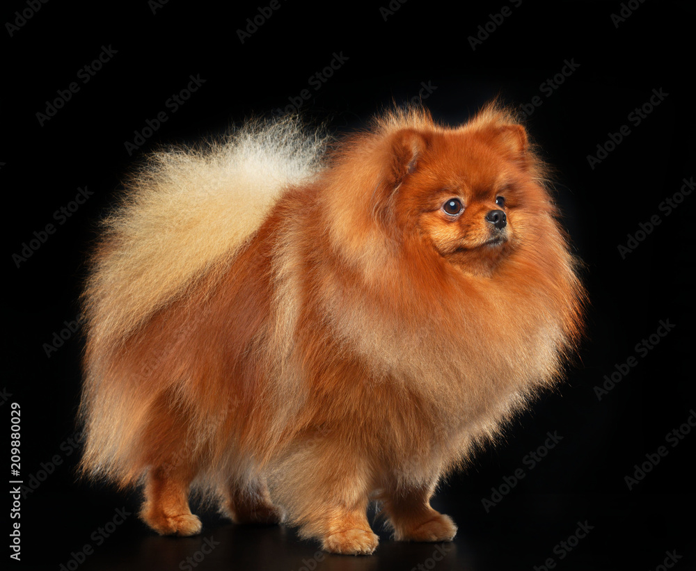 Pomeranian spitz Dog on Isolated Black Background in studio Pomeranian spitz Dog on Isolated Black Background in studio