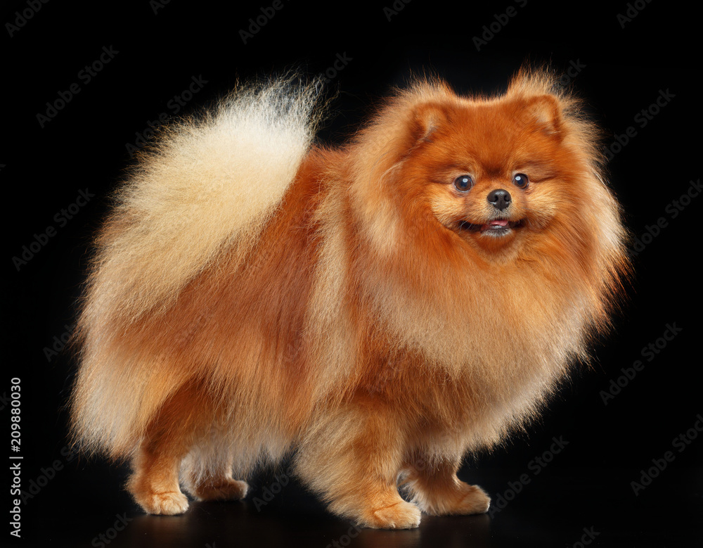 Pomeranian spitz Dog on Isolated Black Background in studio Pomeranian spitz Dog on Isolated Black Background in studio