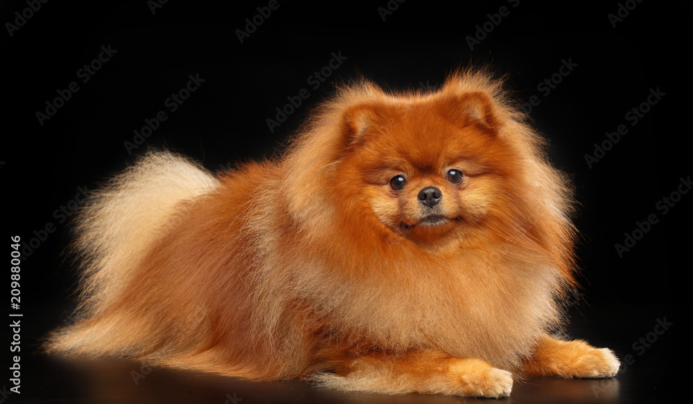 Pomeranian spitz Dog on Isolated Black Background in studio Pomeranian spitz Dog on Isolated Black Background in studio