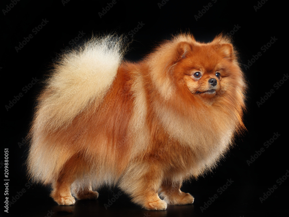 Pomeranian spitz Dog on Isolated Black Background in studio Pomeranian spitz Dog on Isolated Black Background in studio