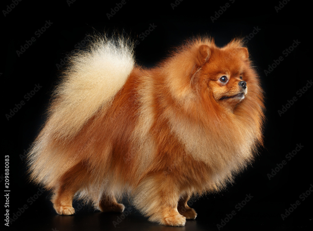 Pomeranian spitz Dog on Isolated Black Background in studio Pomeranian spitz Dog on Isolated Black Background in studio