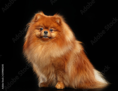 Pomeranian spitz Dog on Isolated Black Background in studio