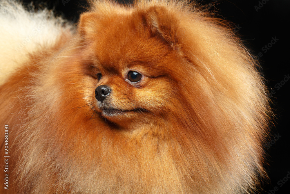 Pomeranian spitz Dog on Isolated Black Background in studio Pomeranian spitz Dog on Isolated Black Background in studio