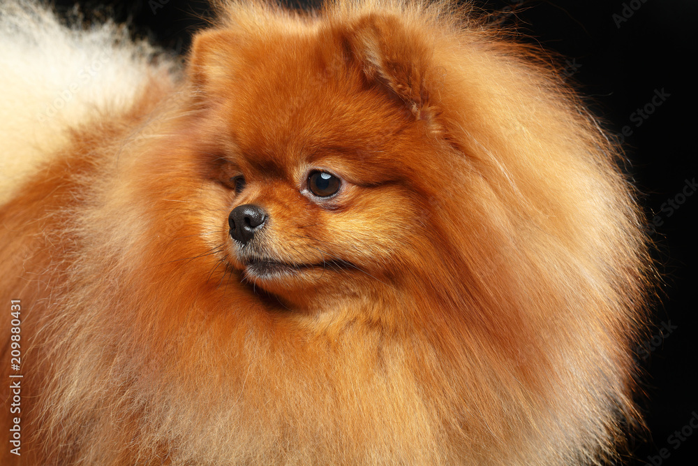 Pomeranian spitz Dog on Isolated Black Background in studio