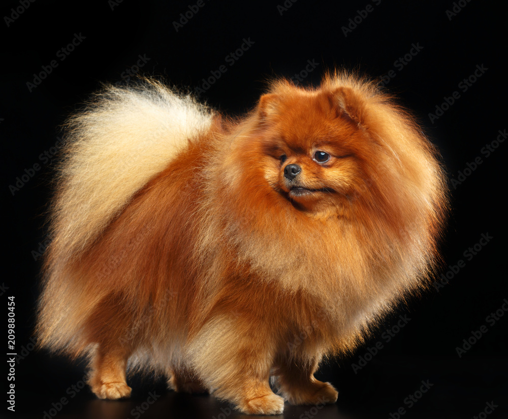 Pomeranian spitz Dog on Isolated Black Background in studio Pomeranian spitz Dog on Isolated Black Background in studio