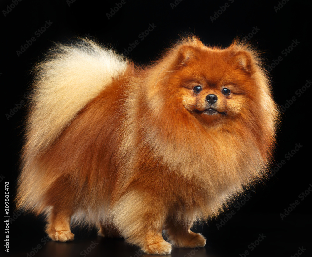 Pomeranian spitz Dog on Isolated Black Background in studio Pomeranian spitz Dog on Isolated Black Background in studio