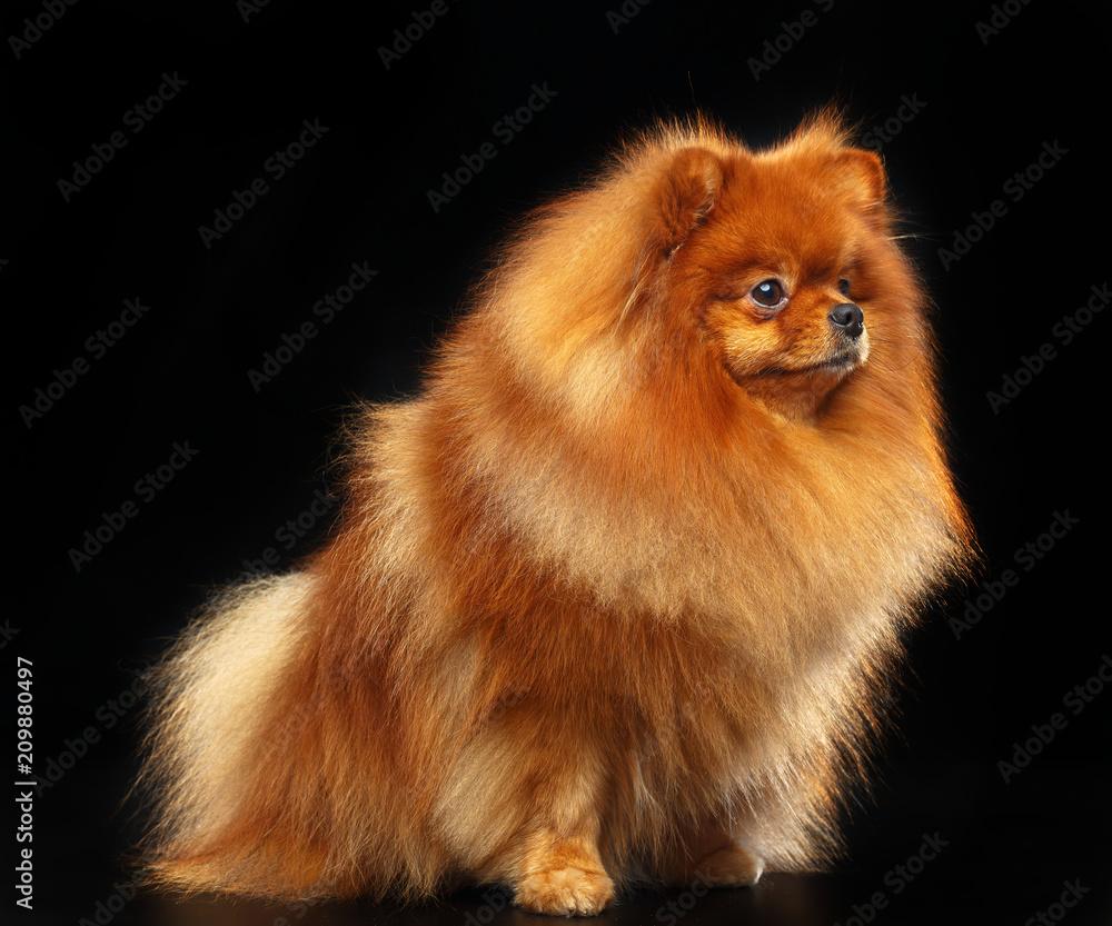 Pomeranian spitz Dog on Isolated Black Background in studio Pomeranian spitz Dog on Isolated Black Background in studio